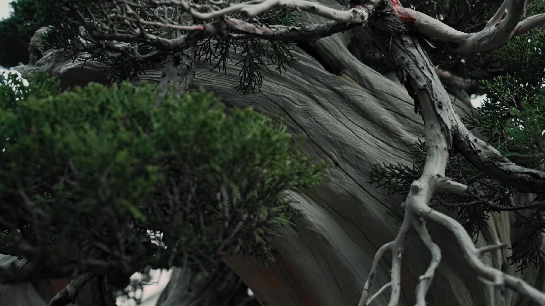 Detail of a juniper bonsai's twisted shari, the deadwood sculpted by centuries